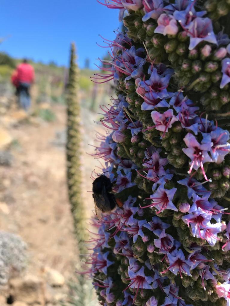 Finca Caboquitos Garafia Ngoại thất bức ảnh
